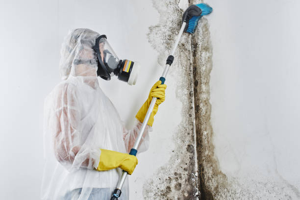 Mold Removal Process in Cimarron Hills, CO
