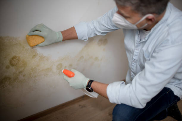 Mold Testing and Removal in Cimarron Hills, CO