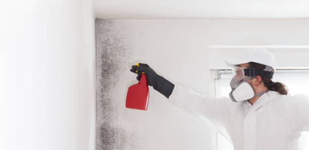 Best Home Mold Removal  in Cimarron Hills, CO